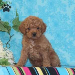 Orpha, Toy Poodle Puppy